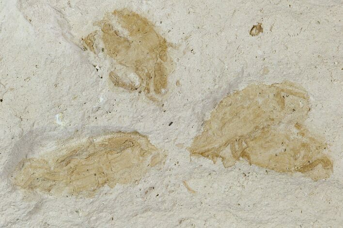 Multiple Fossil Pea Crabs (Pinnixa) From California - Miocene #128103